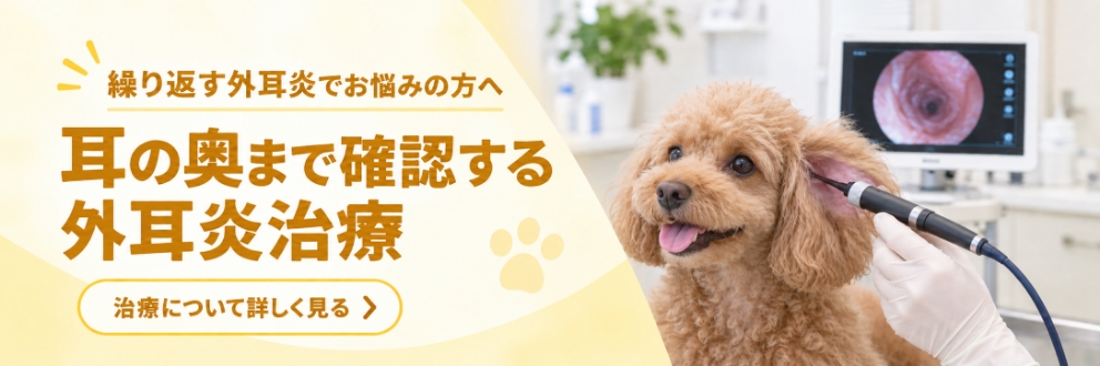 外耳炎治療について詳しく見る